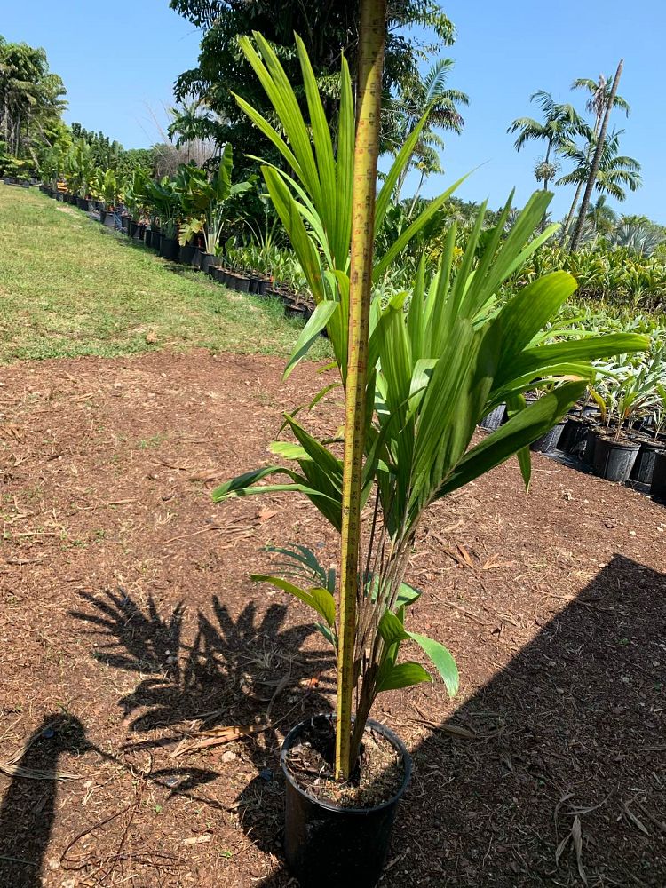 veitchia-arecina-veitchia-montgomeryana-montgomery-palm-veitchia-macdanielsii