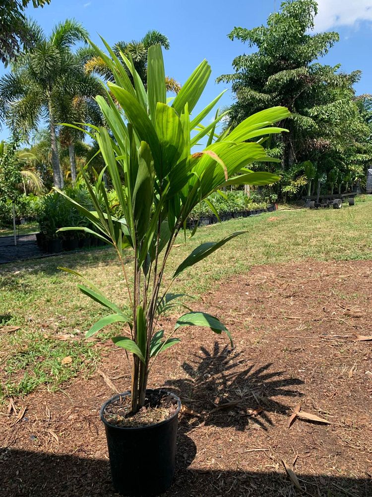 veitchia-arecina-veitchia-montgomeryana-montgomery-palm-veitchia-macdanielsii