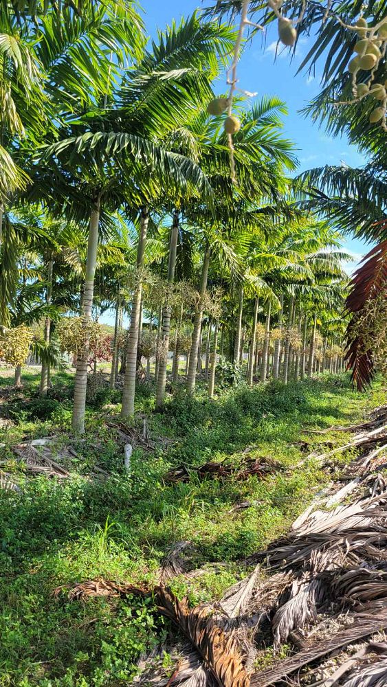 veitchia-arecina-veitchia-montgomeryana-montgomery-palm-veitchia-macdanielsii