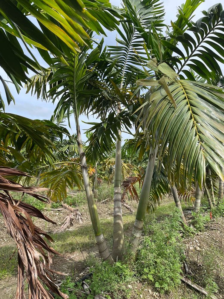 veitchia-arecina-veitchia-montgomeryana-montgomery-palm-veitchia-macdanielsii