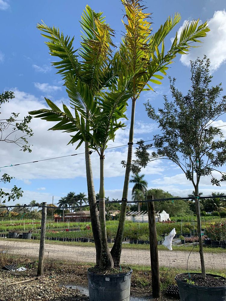 veitchia-arecina-veitchia-montgomeryana-montgomery-palm-veitchia-macdanielsii