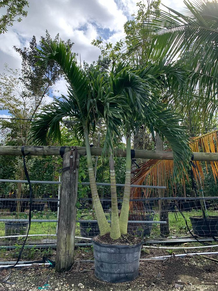 veitchia-arecina-veitchia-montgomeryana-montgomery-palm-veitchia-macdanielsii