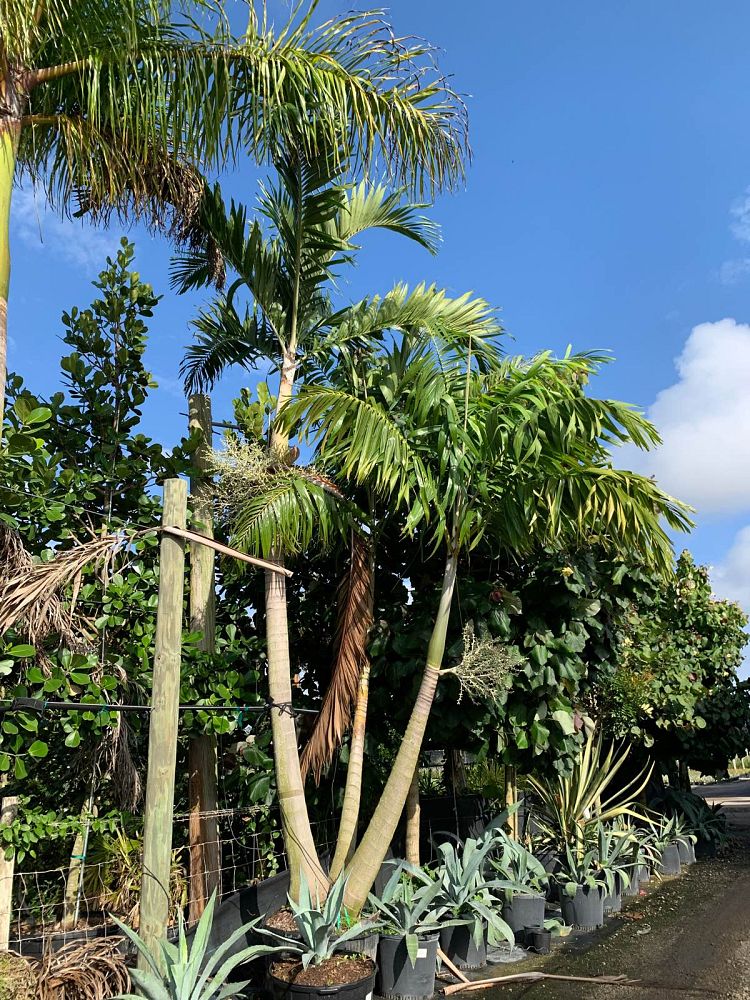 veitchia-arecina-veitchia-montgomeryana-montgomery-palm-veitchia-macdanielsii