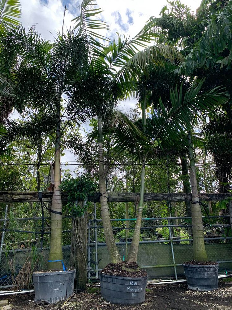 veitchia-arecina-veitchia-montgomeryana-montgomery-palm-veitchia-macdanielsii