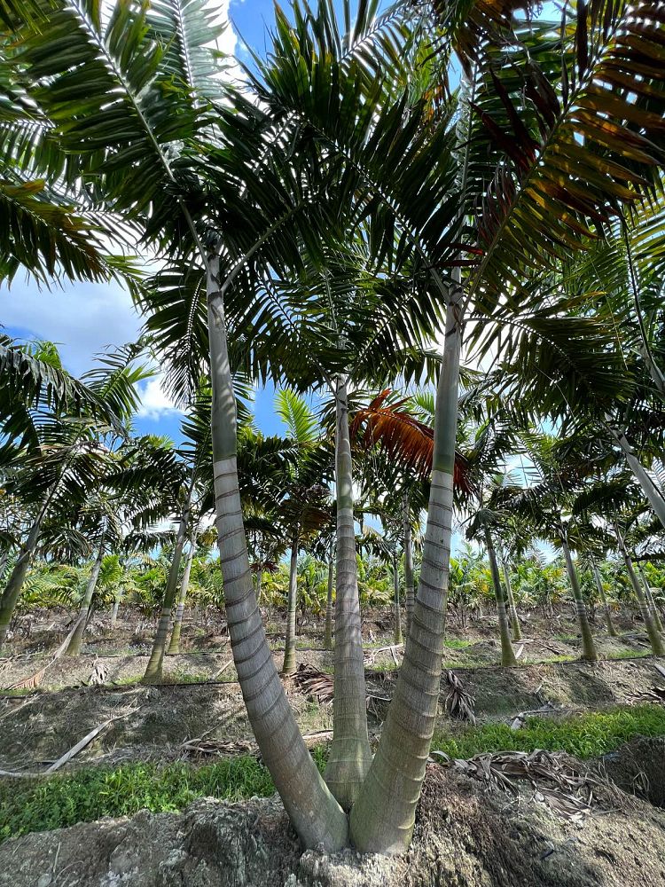 veitchia-arecina-veitchia-montgomeryana-montgomery-palm-veitchia-macdanielsii