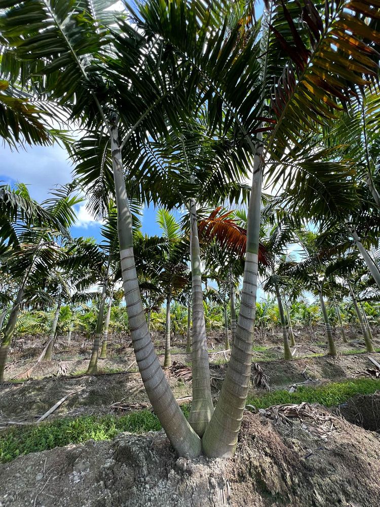 veitchia-arecina-veitchia-montgomeryana-montgomery-palm-veitchia-macdanielsii
