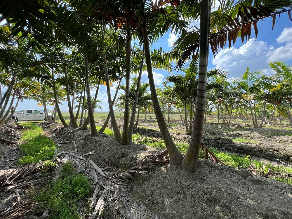 veitchia-arecina-veitchia-montgomeryana-montgomery-palm-veitchia-macdanielsii