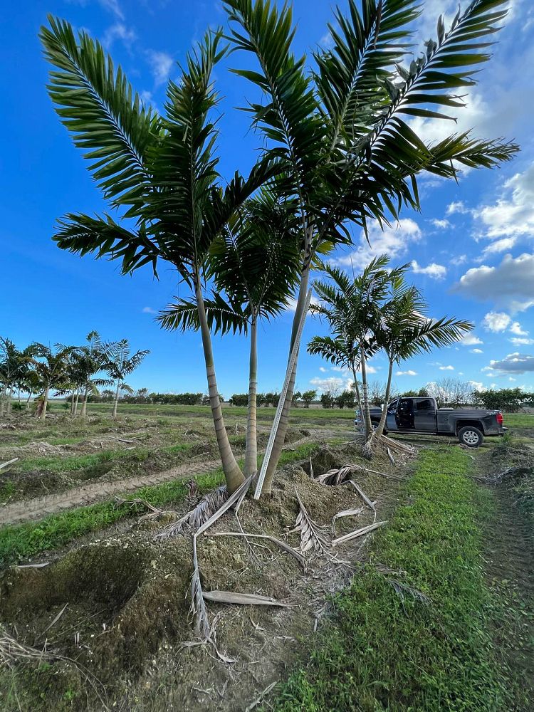 veitchia-arecina-veitchia-montgomeryana-montgomery-palm-veitchia-macdanielsii