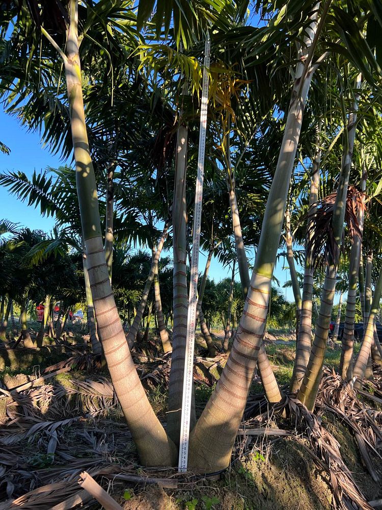 veitchia-arecina-veitchia-montgomeryana-montgomery-palm-veitchia-macdanielsii