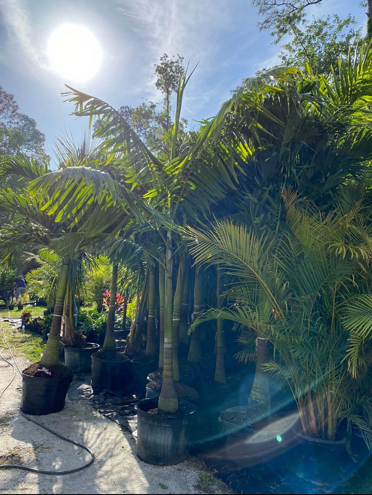 veitchia-arecina-veitchia-montgomeryana-montgomery-palm-veitchia-macdanielsii
