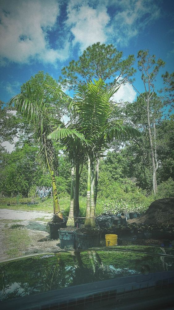 veitchia-arecina-veitchia-montgomeryana-montgomery-palm-veitchia-macdanielsii