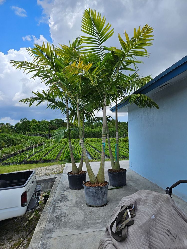 veitchia-arecina-veitchia-montgomeryana-montgomery-palm-veitchia-macdanielsii