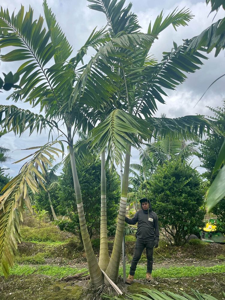 veitchia-arecina-veitchia-montgomeryana-montgomery-palm-veitchia-macdanielsii