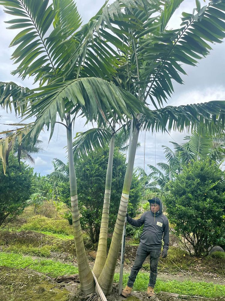veitchia-arecina-veitchia-montgomeryana-montgomery-palm-veitchia-macdanielsii