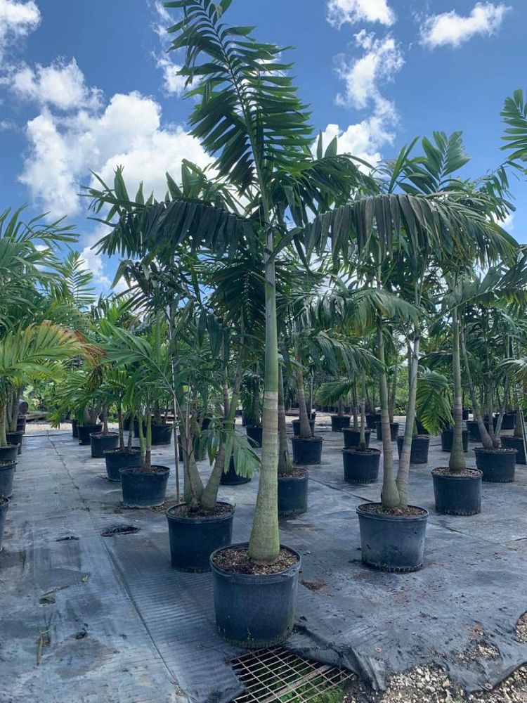 veitchia-arecina-veitchia-montgomeryana-montgomery-palm-veitchia-macdanielsii
