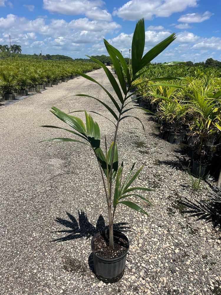 veitchia-arecina-veitchia-montgomeryana-montgomery-palm-veitchia-macdanielsii