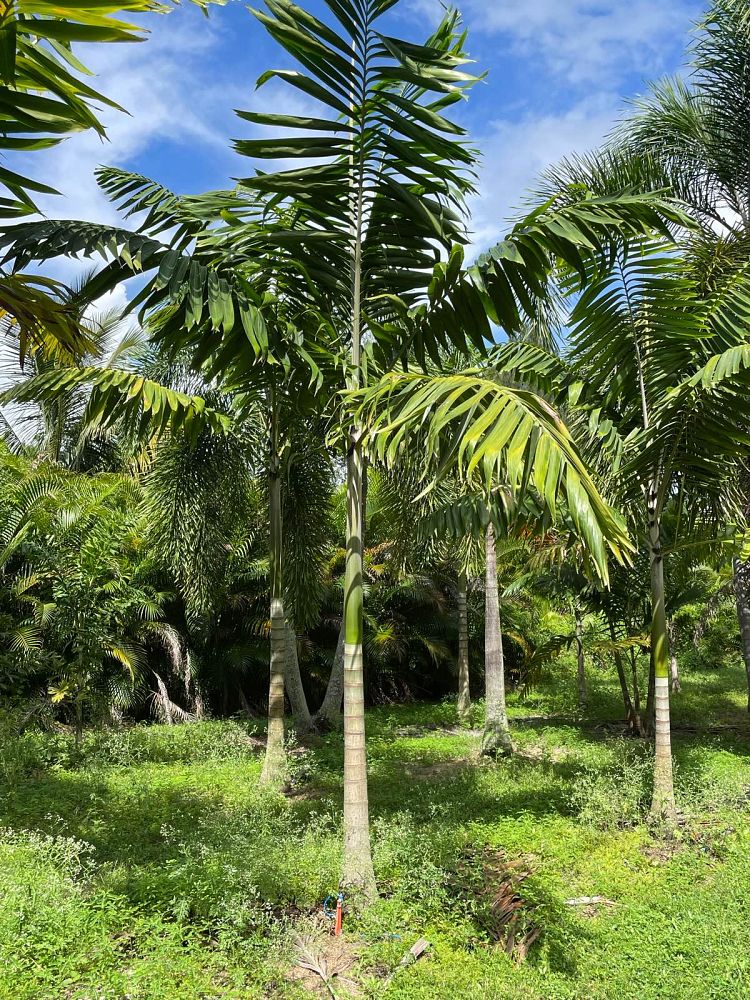 veitchia-arecina-veitchia-montgomeryana-montgomery-palm-veitchia-macdanielsii