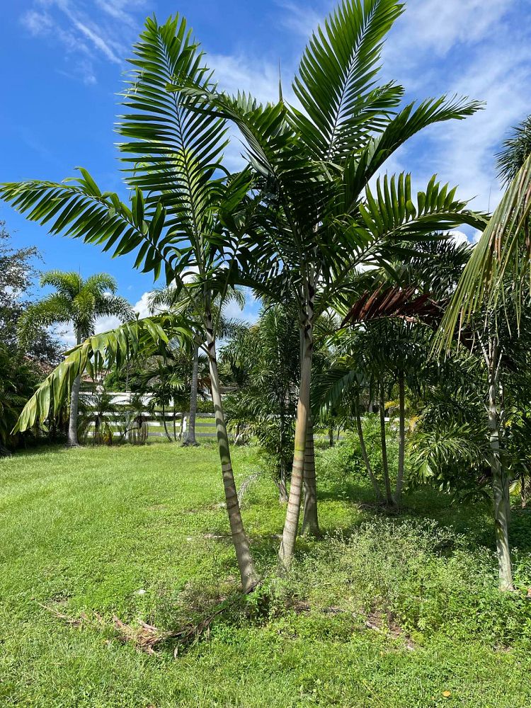 veitchia-arecina-veitchia-montgomeryana-montgomery-palm-veitchia-macdanielsii