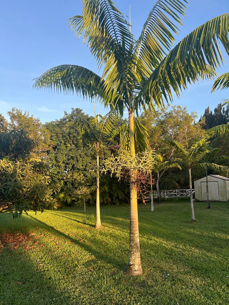 veitchia-arecina-veitchia-montgomeryana-montgomery-palm-veitchia-macdanielsii