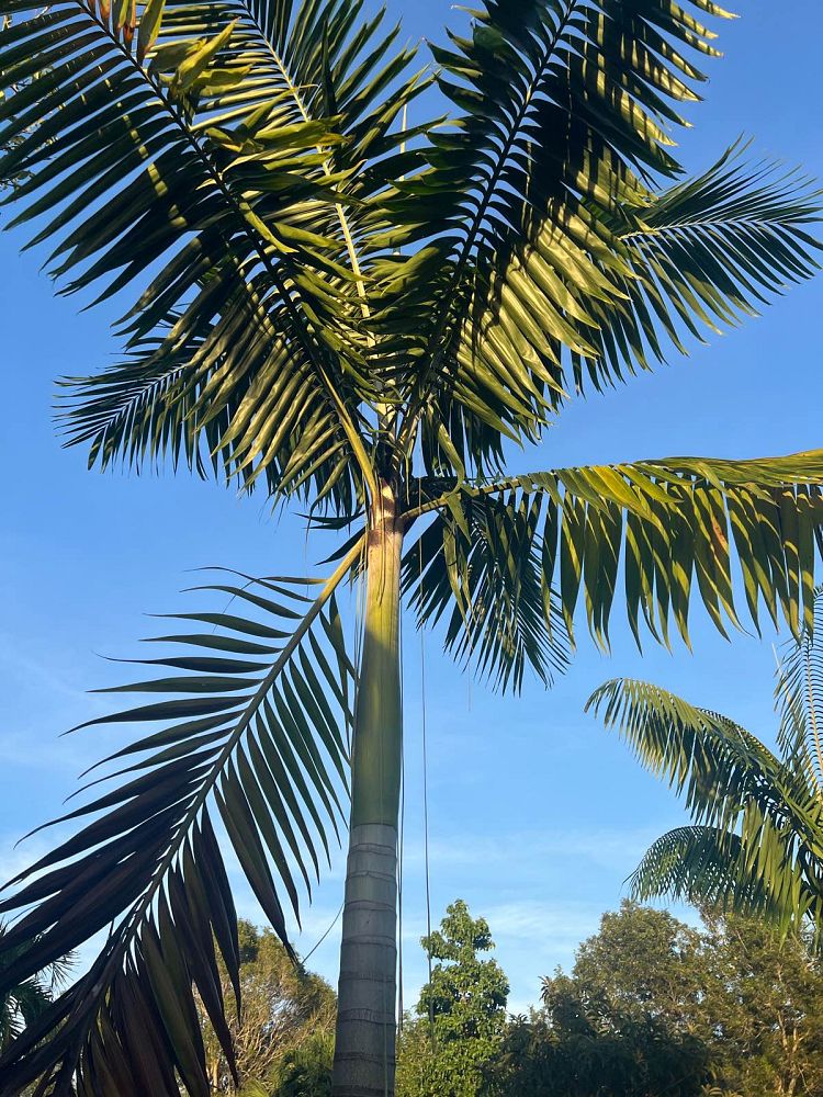 veitchia-arecina-veitchia-montgomeryana-montgomery-palm-veitchia-macdanielsii