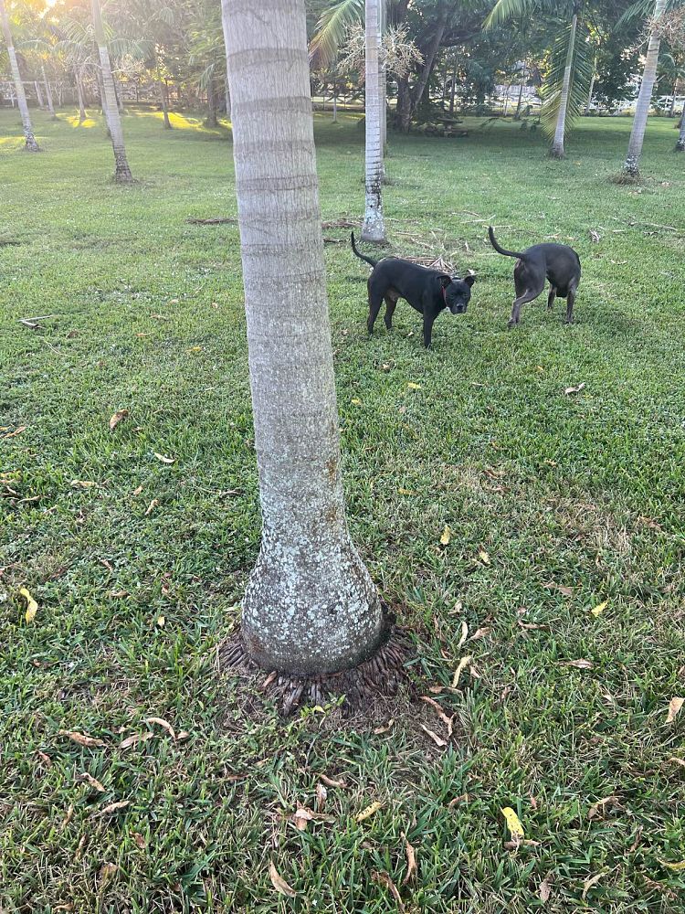 veitchia-arecina-veitchia-montgomeryana-montgomery-palm-veitchia-macdanielsii