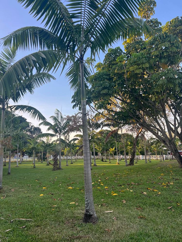 veitchia-arecina-veitchia-montgomeryana-montgomery-palm-veitchia-macdanielsii