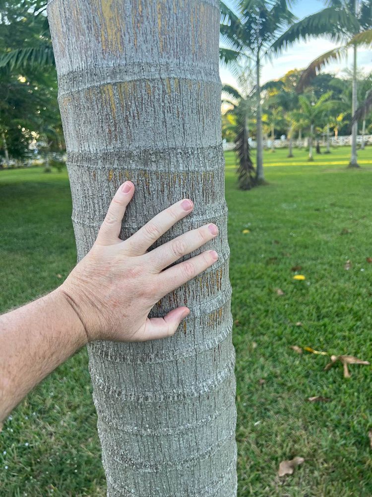 veitchia-arecina-veitchia-montgomeryana-montgomery-palm-veitchia-macdanielsii