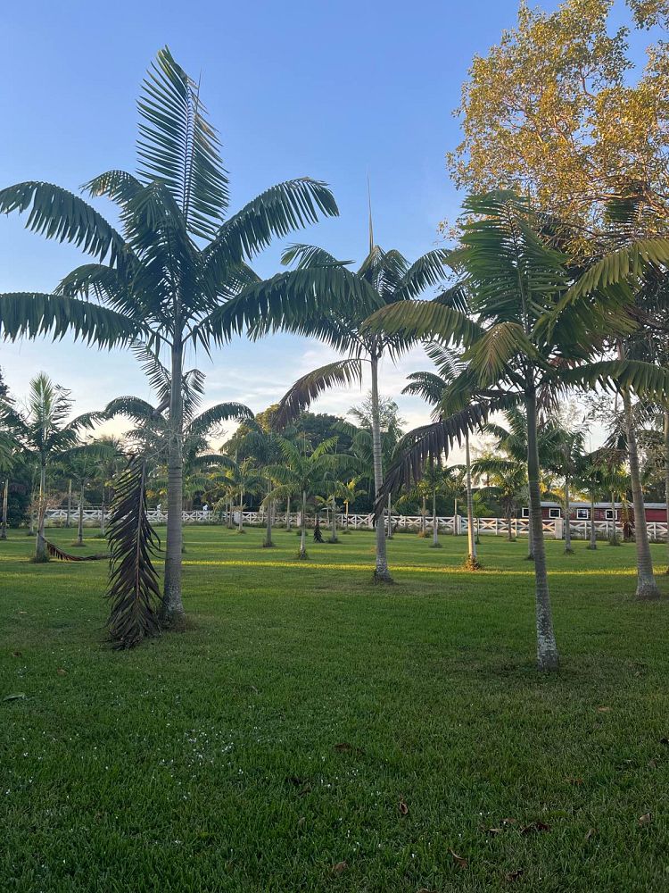 veitchia-arecina-veitchia-montgomeryana-montgomery-palm-veitchia-macdanielsii