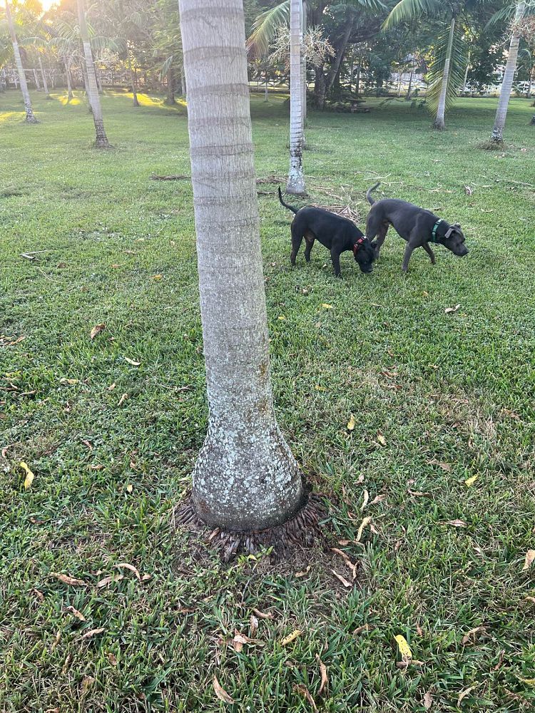 veitchia-arecina-veitchia-montgomeryana-montgomery-palm-veitchia-macdanielsii