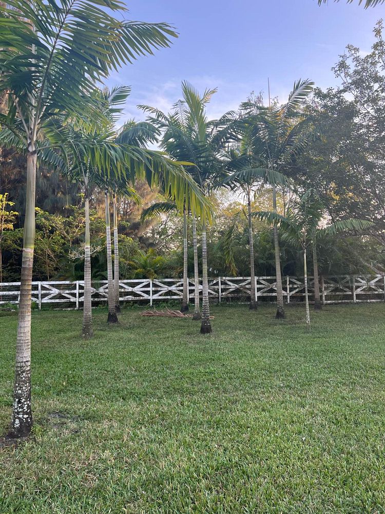 veitchia-arecina-veitchia-montgomeryana-montgomery-palm-veitchia-macdanielsii
