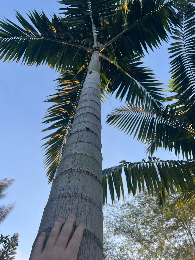 veitchia-arecina-veitchia-montgomeryana-montgomery-palm-veitchia-macdanielsii