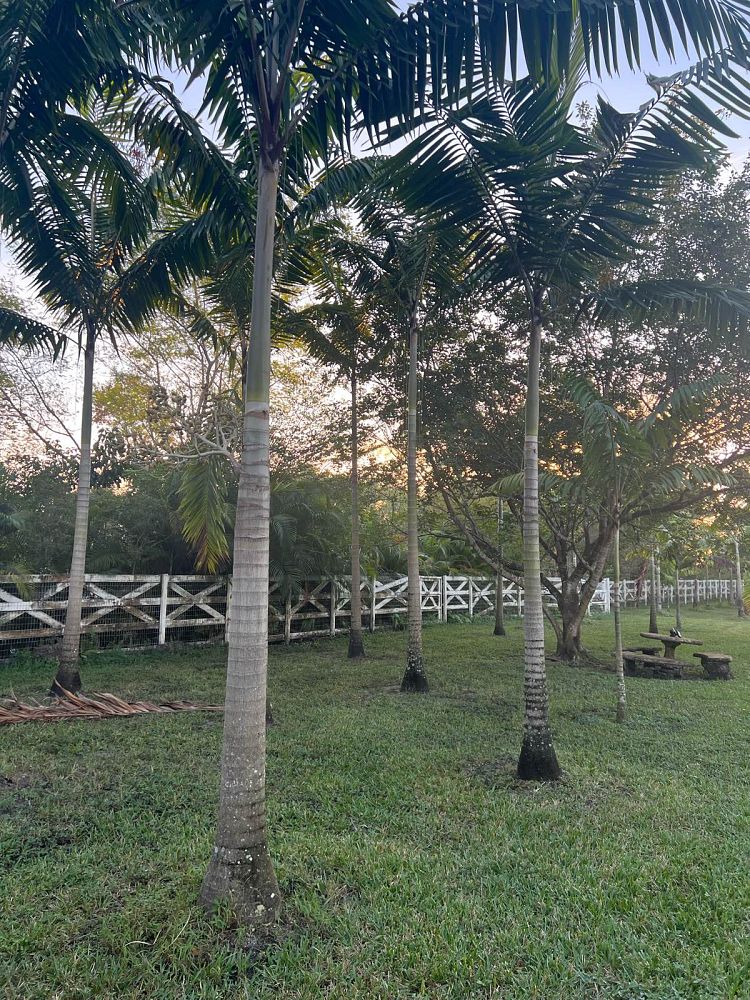 veitchia-arecina-veitchia-montgomeryana-montgomery-palm-veitchia-macdanielsii