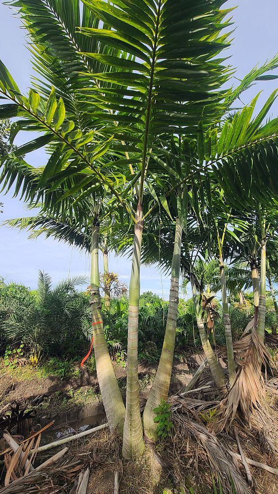 veitchia-arecina-veitchia-montgomeryana-montgomery-palm-veitchia-macdanielsii