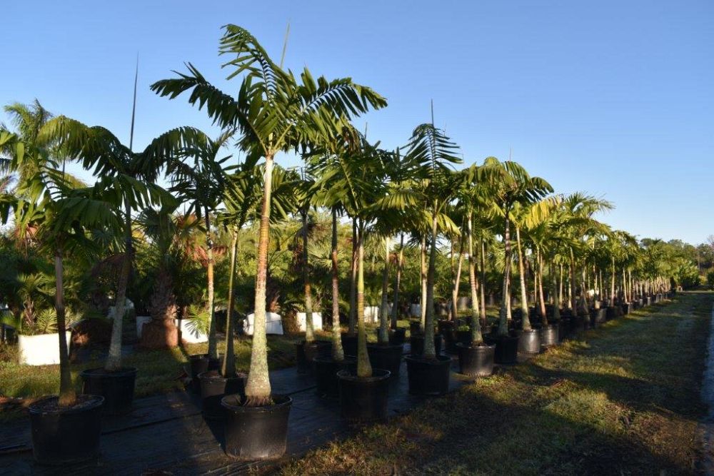 veitchia-arecina-veitchia-montgomeryana-montgomery-palm-veitchia-macdanielsii