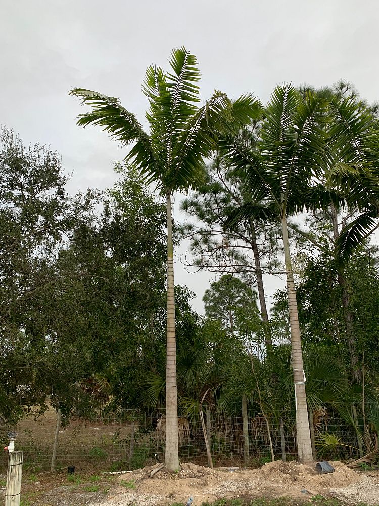 veitchia-arecina-veitchia-montgomeryana-montgomery-palm-veitchia-macdanielsii