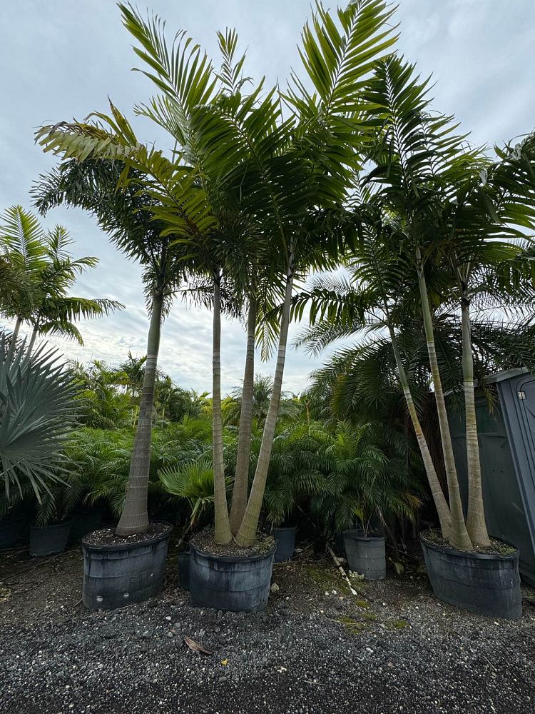 veitchia-arecina-veitchia-montgomeryana-montgomery-palm-veitchia-macdanielsii