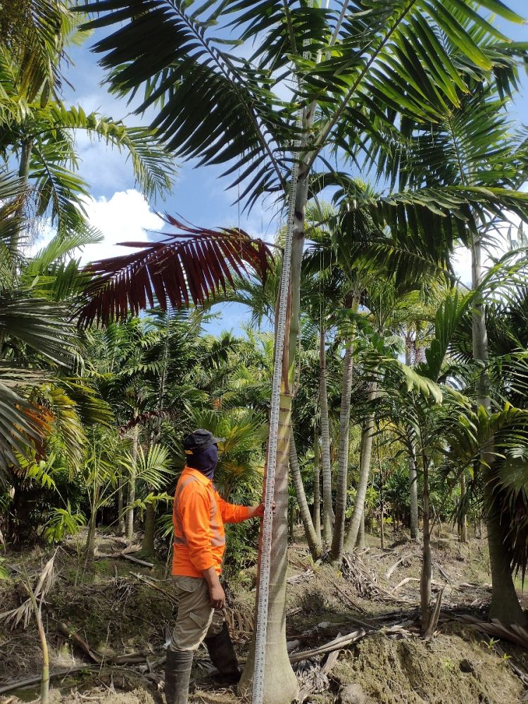 veitchia-arecina-veitchia-montgomeryana-montgomery-palm-veitchia-macdanielsii