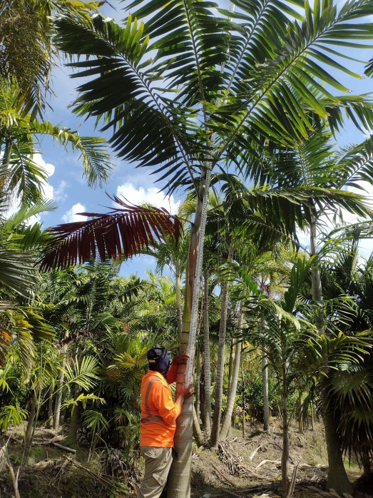 veitchia-arecina-veitchia-montgomeryana-montgomery-palm-veitchia-macdanielsii
