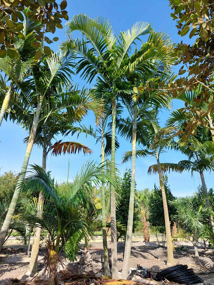 veitchia-arecina-veitchia-montgomeryana-montgomery-palm-veitchia-macdanielsii