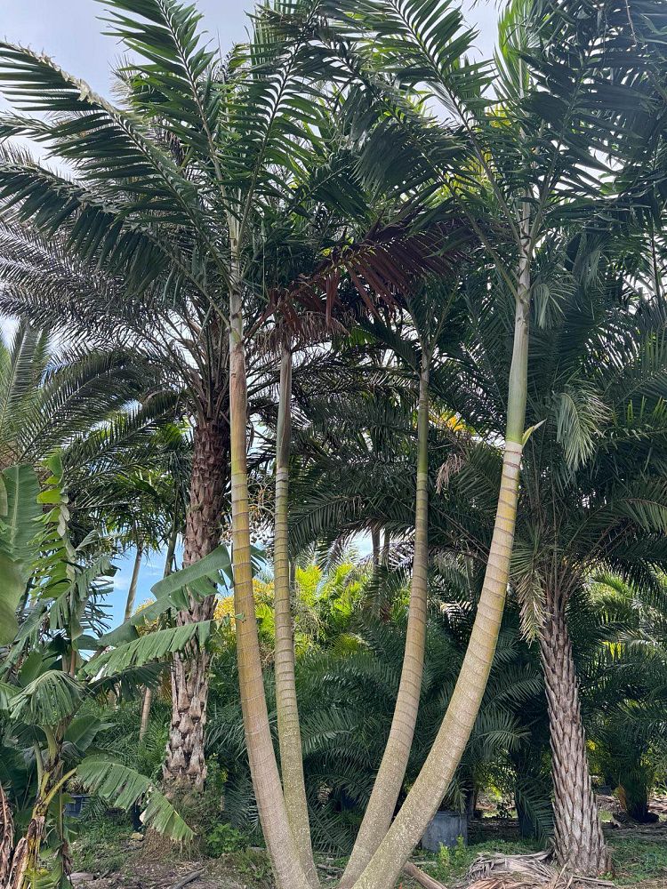 veitchia-arecina-veitchia-montgomeryana-montgomery-palm-veitchia-macdanielsii