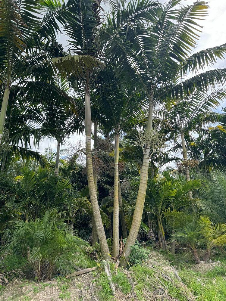 veitchia-arecina-veitchia-montgomeryana-montgomery-palm-veitchia-macdanielsii