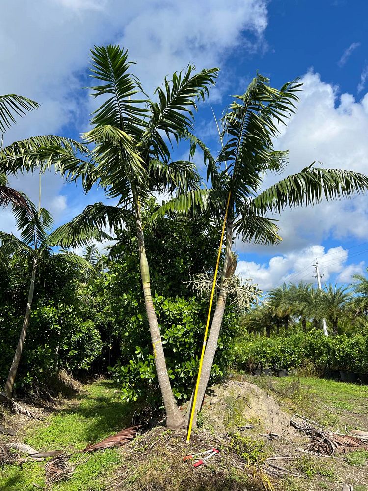 veitchia-arecina-veitchia-montgomeryana-montgomery-palm-veitchia-macdanielsii