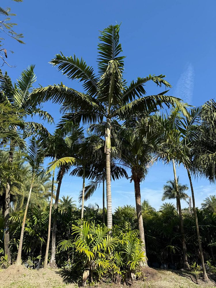 veitchia-arecina-veitchia-montgomeryana-montgomery-palm-veitchia-macdanielsii
