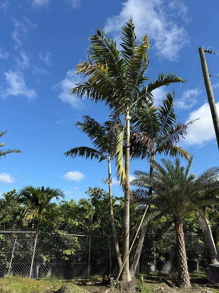 veitchia-arecina-veitchia-montgomeryana-montgomery-palm-veitchia-macdanielsii