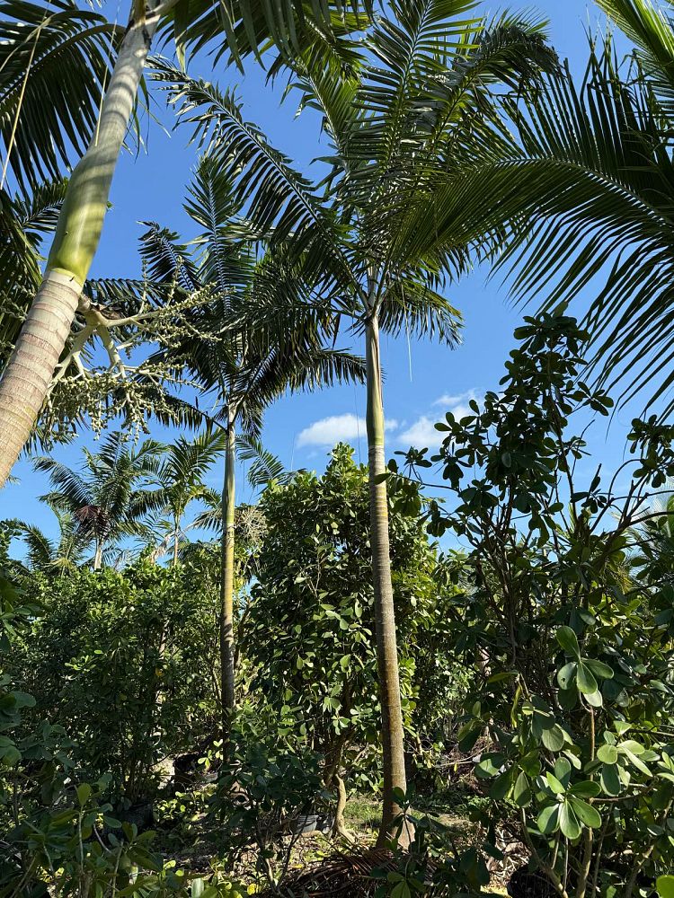 veitchia-arecina-veitchia-montgomeryana-montgomery-palm-veitchia-macdanielsii