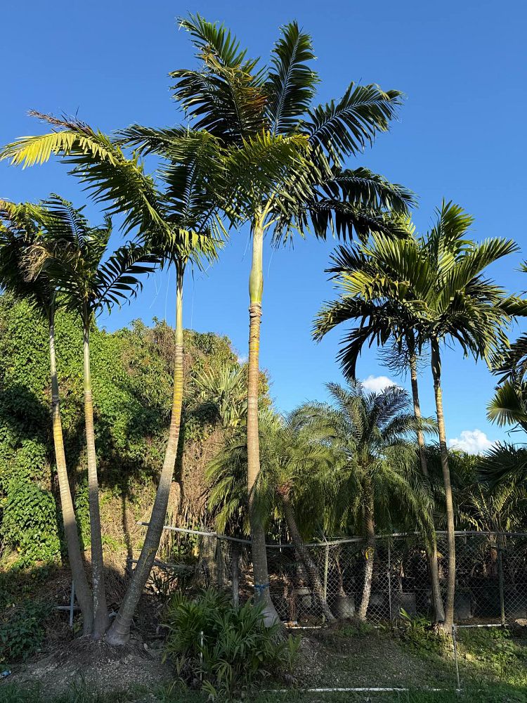 veitchia-arecina-veitchia-montgomeryana-montgomery-palm-veitchia-macdanielsii
