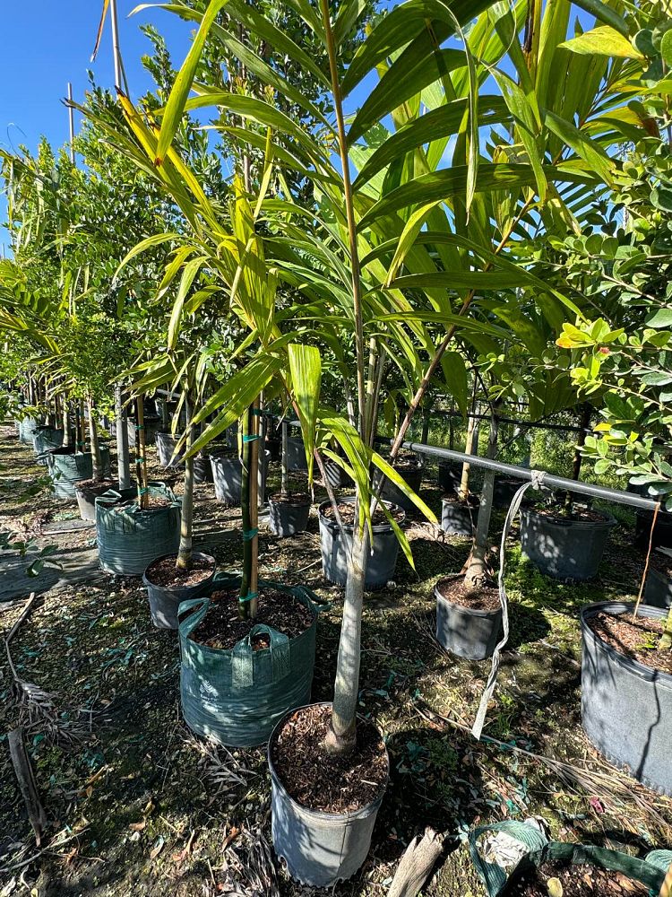 veitchia-arecina-veitchia-montgomeryana-montgomery-palm-veitchia-macdanielsii