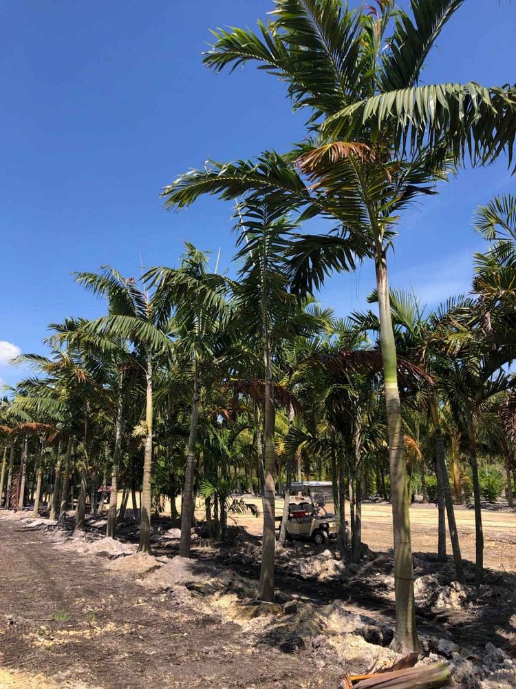 veitchia-arecina-veitchia-montgomeryana-montgomery-palm-veitchia-macdanielsii