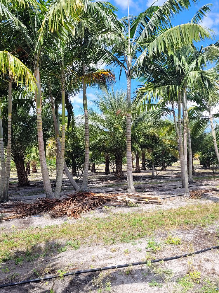 veitchia-arecina-veitchia-montgomeryana-montgomery-palm-veitchia-macdanielsii