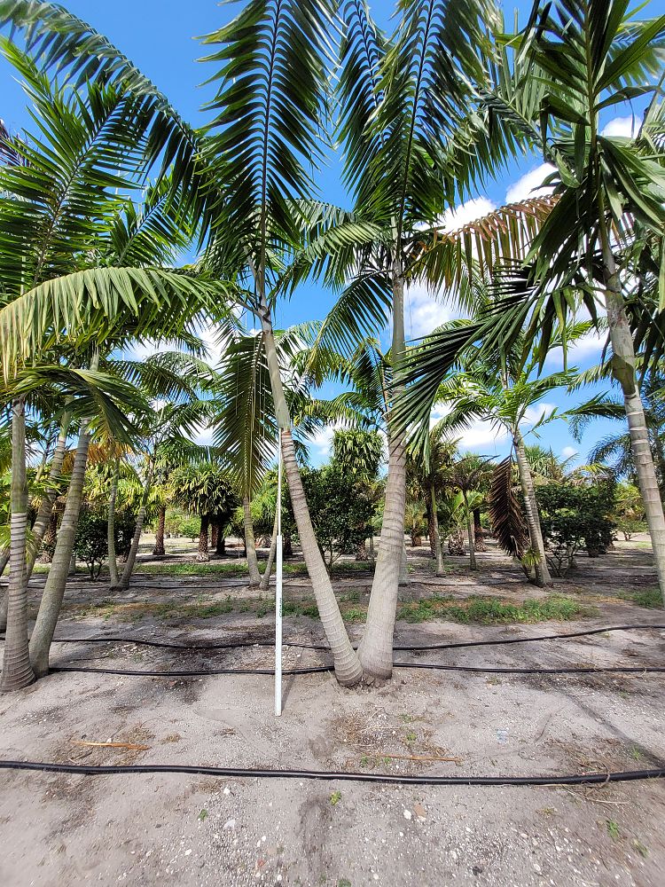 veitchia-arecina-veitchia-montgomeryana-montgomery-palm-veitchia-macdanielsii